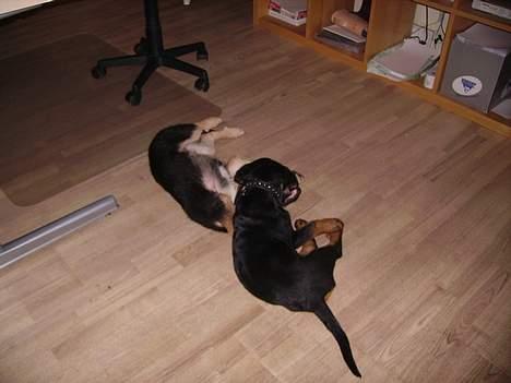 Schæferhund Zellica - Mig og min veninde Freja billede 12