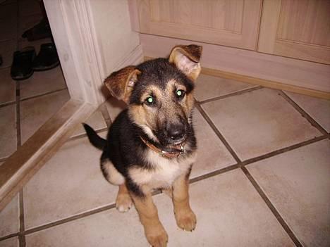 Schæferhund Zellica - hmm billede 13