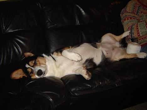 Welsh corgi cardigan A&H Faarup Wimmer - Total afslapning billede 5