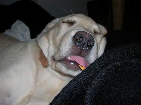 Labrador retriever Tessa - Her ligger Tessa og sover  billede 6