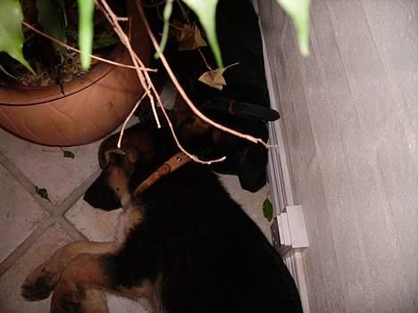 Schæferhund Zellica - ZZZZZzzz billede 14