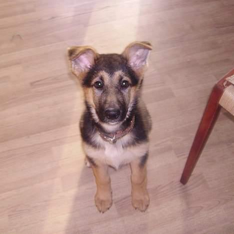 Schæferhund Zellica - Davs billede 15