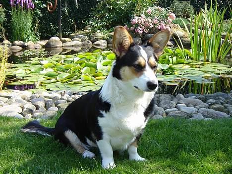 Welsh corgi cardigan A&H Faarup Wimmer - Jeg keder mig. billede 6