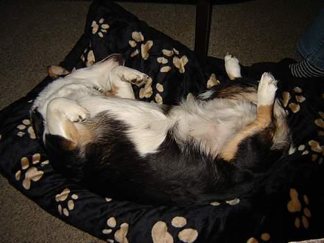 Welsh corgi cardigan A&H Faarup Wimmer - zzzzzzzz billede 7