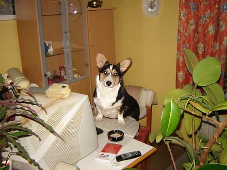 Welsh corgi cardigan A&H Faarup Wimmer - Så blev det endelig min tur til at gå på nettet billede 8
