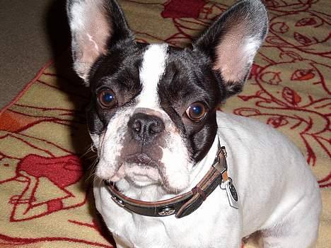 Fransk bulldog Hailie *Død* billede 11