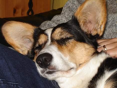 Welsh corgi cardigan A&H Faarup Wimmer - Det er nu dejligt at få en lille lur sammen med mor billede 9