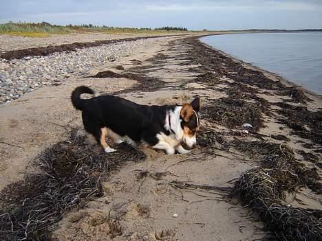 Welsh corgi cardigan A&H Faarup Wimmer - Hvad er der under alt det sand billede 10