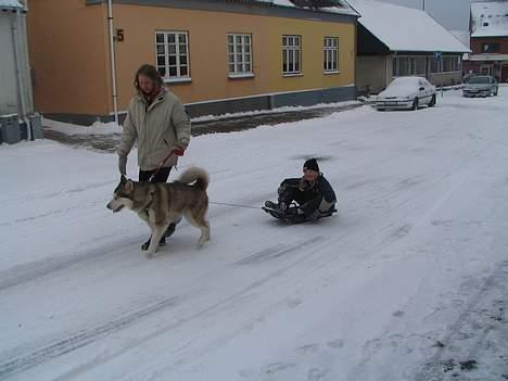 Alaskan malamute denali sunrise kald: desi - desi i sine vante omgivelser af kulde og sne og noget at trække billede 5