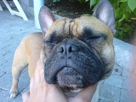 Fransk bulldog Hansi - Mmm...dejligt med lidt sol... billede 1