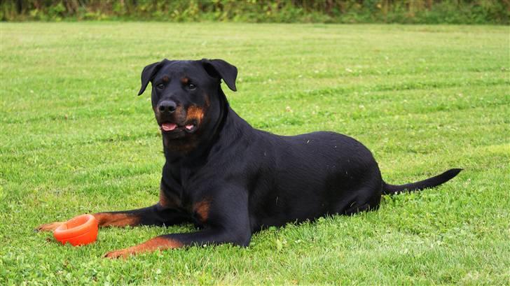 Rottweiler Chantie - Kaldte du??????  :O) billede 1