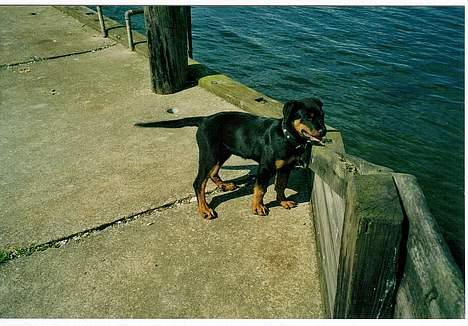 Rottweiler Chantie - Svømme??? ja ja ja ja ja ja ja........... billede 2