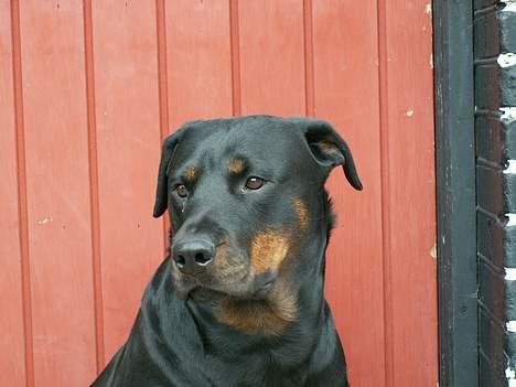 Rottweiler Chantie - Kommer posten snart med god bidder... billede 3