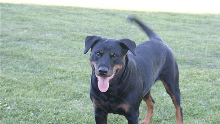 Rottweiler Chantie - 6år og mor til 11 i eet kuld....! Fars flotte pige :O) billede 4