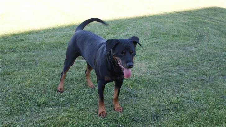 Rottweiler Chantie - Stå...........! billede 5