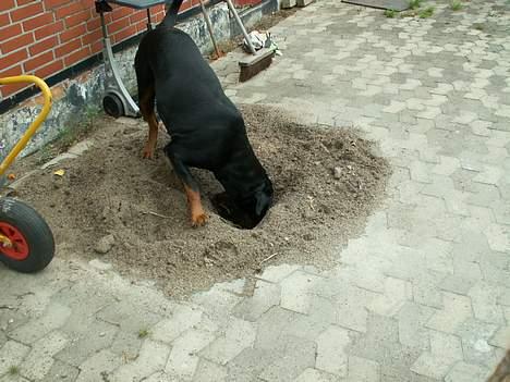 Rottweiler Chantie - Ska finde, ska finde, ska finde........... billede 6