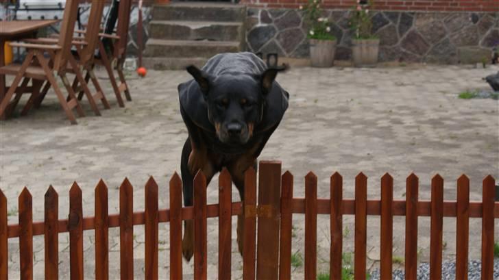 Rottweiler Chantie - Fremad spring.... billede 7