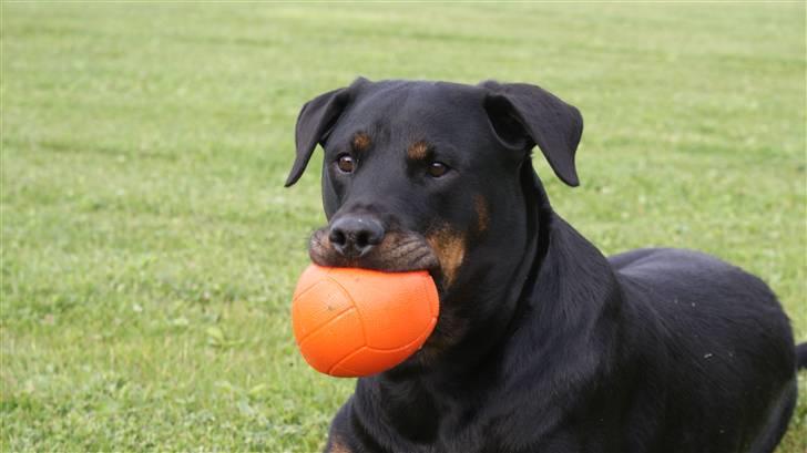 Rottweiler Chantie - Min bold... Den eneste ene der ikker blir splittet ad i atomer :O) billede 8