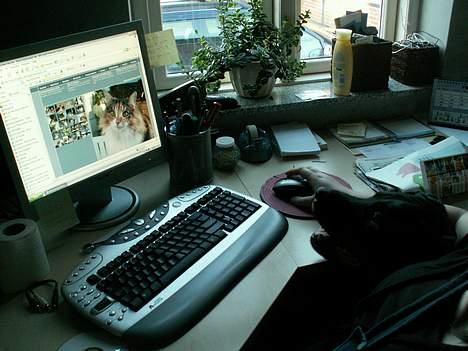 Rottweiler Chantie - Kom kitty kitty kitty kitty...........  >:-) billede 9