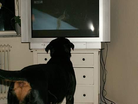 Rottweiler Chantie - Tjah... Vinter ol er da os meget godt :-) billede 10