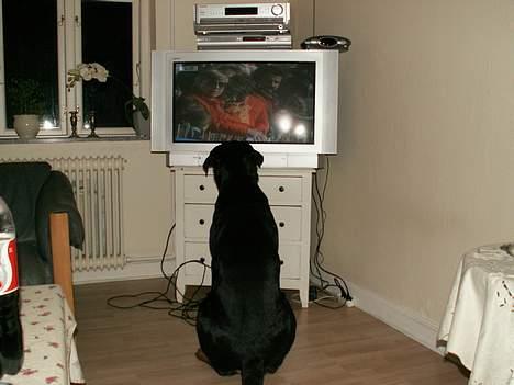 Rottweiler Chantie - Hmm... Måske er ham her dopet?!!! billede 11