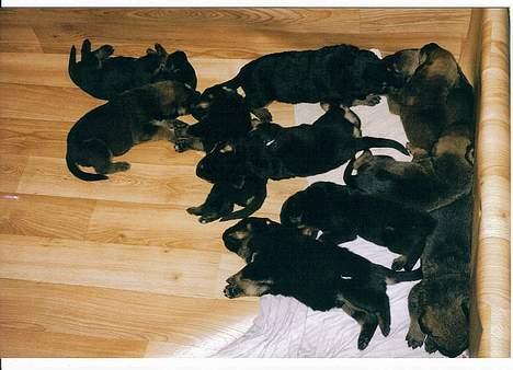 Rottweiler Chantie - Chantie og Seiko`s ELLEVE hvalpe :o) billede 12