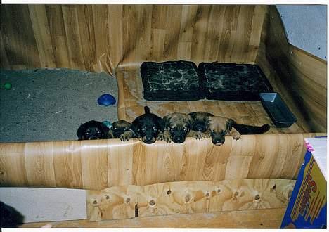 Rottweiler Chantie - HALLO!!!!! Er der snart MAD????? billede 13