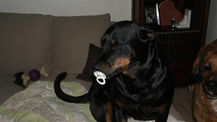 Rottweiler Chantie - HVAD??? Hvilken sut???? billede 14