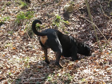Rottweiler Chantie - Må finde musen...!!! billede 15