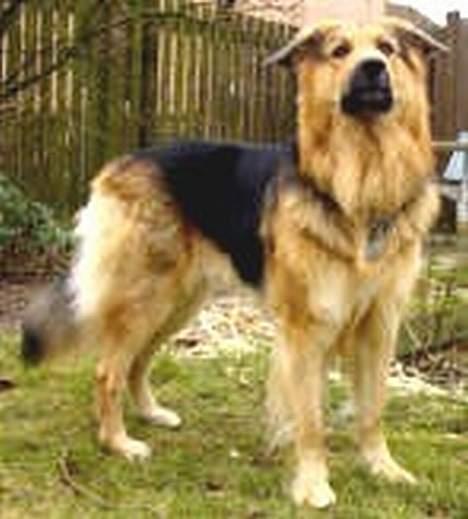 Blanding af racer Kalvin - Hvad var det var det endnu en kat som jeg må få og passe på for så jeg da mere end bare paret eller er det mor som skal have hjælp som sædvanlig så er jeg da den som er smuttet og det skal være med det samme  billede 13