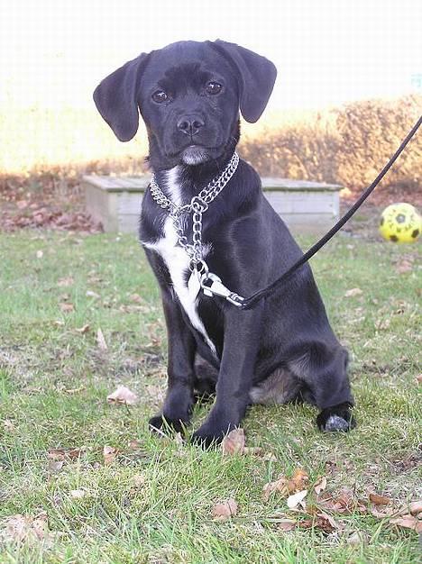 Blanding af racer Miss - Se lige så god jeg er til at sidde pænt billede 1