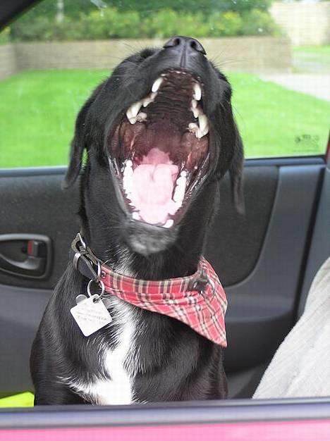 Blanding af racer Miss - haha... den var god... ;-D billede 2