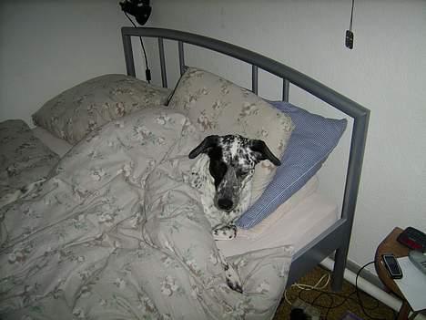 Blanding af racer Felix - ligger lige og sover lidt billede 3