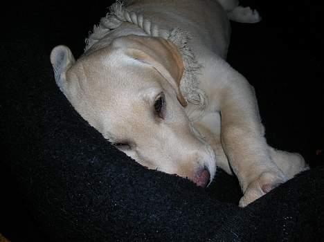 Labrador retriever Tessa - her ligger tessa mus billede 7