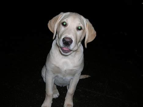 Labrador retriever Tessa - her sidder tessa billede 8