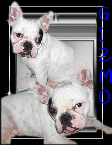 Fransk bulldog Gizmo * i hundehimlen* - Tak til Skiilotte :) billede 1