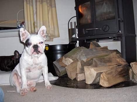 Fransk bulldog Gizmo * i hundehimlen* - Jeg sidder lige og varmer mig foran brændeovnen. billede 2