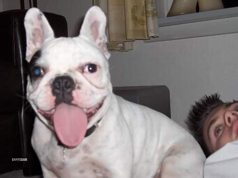 Fransk bulldog Gizmo * i hundehimlen* - Skal du række tunge af din egen mor? billede 3