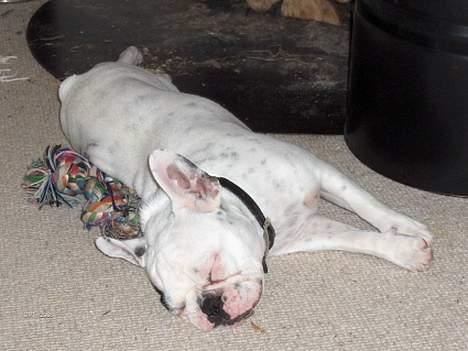 Fransk bulldog Gizmo * i hundehimlen* - ZZZzzzzzz billede 4