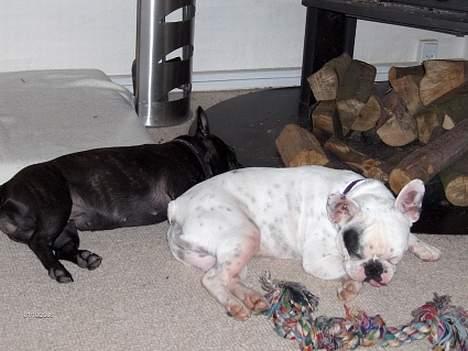 Fransk bulldog Gizmo * i hundehimlen* - Det er så hyggeligt, at ligge sammen med storesøster. billede 5