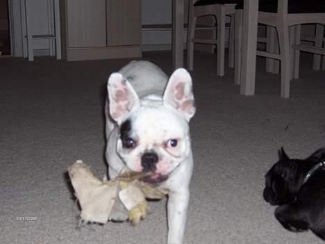 Fransk bulldog Gizmo * i hundehimlen* - Nu skal vi altså lege. Jeg fandt denne gamle handske ude i haven! billede 6