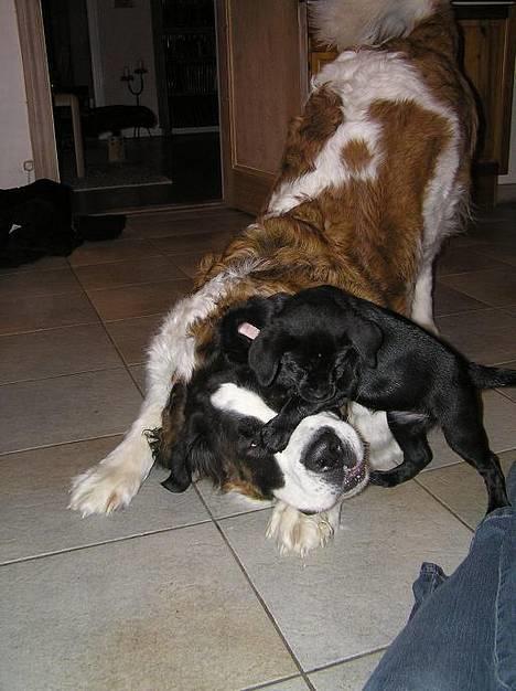 Blanding af racer Miss - Min legekammerat Basse billede 3