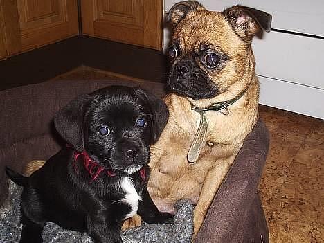 Blanding af racer Miss - Det er mig og min dejlige mor Dee Dee, hun er også at finde herinde :-) billede 4