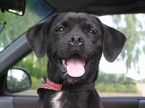 Blanding af racer Miss - SMIIIIIL!  billede 5