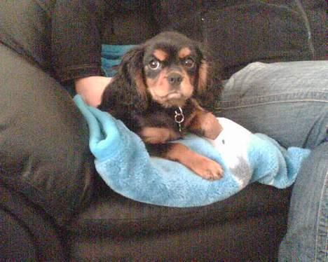 Cavalier king charles spaniel zimba - så er jeg klar til at lege :-p billede 4