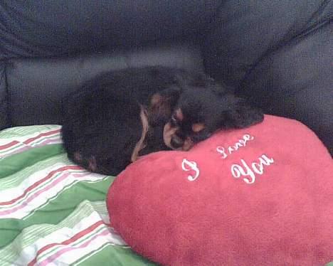 Cavalier king charles spaniel zimba - sover såå godt her på puden  billede 5