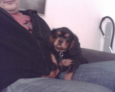 Cavalier king charles spaniel zimba - fars dreng  billede 6