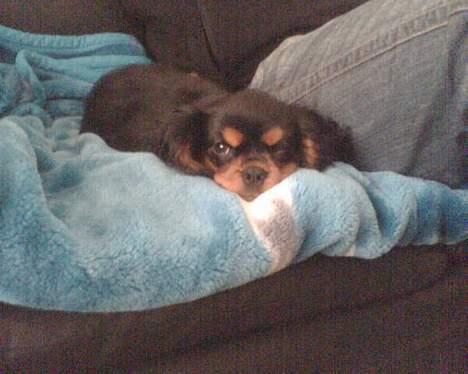 Cavalier king charles spaniel zimba - mmm dejligt at holde weekend her på sofaen med min far  billede 7