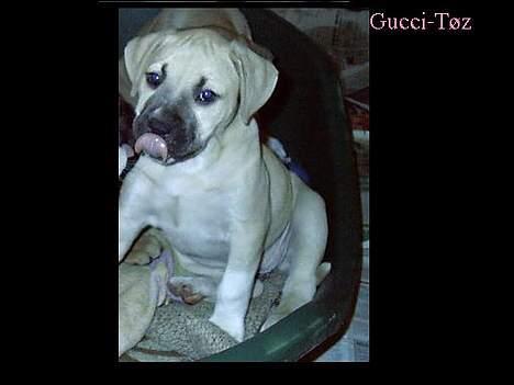 Amerikansk staffordshire terrier Gucci billede 1