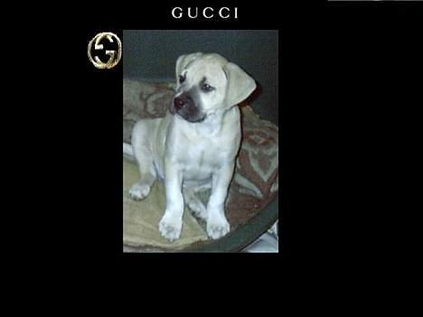 Amerikansk staffordshire terrier Gucci billede 2